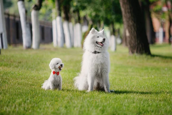 Two White Dogs Sitting Together — Stock Photo, Image