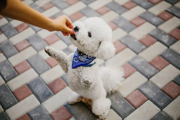 Bichon Frize Cão Close Retrato — Fotografia de Stock