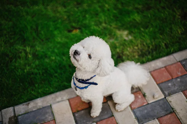 Σκύλος Frize Bichon Κοντινό Πορτρέτο — Φωτογραφία Αρχείου