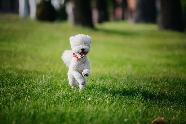 Bichon frize köpek portre kadar kapatın