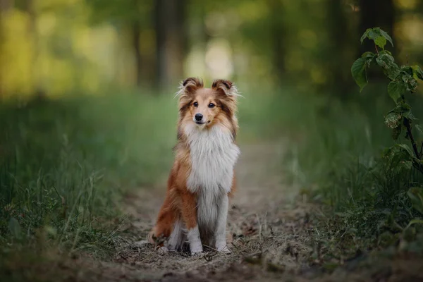 Hermoso Retrato Shetland Sheepdog —  Fotos de Stock