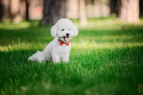 Bichon Fryzkiej Psa Bliska Portret — Zdjęcie stockowe