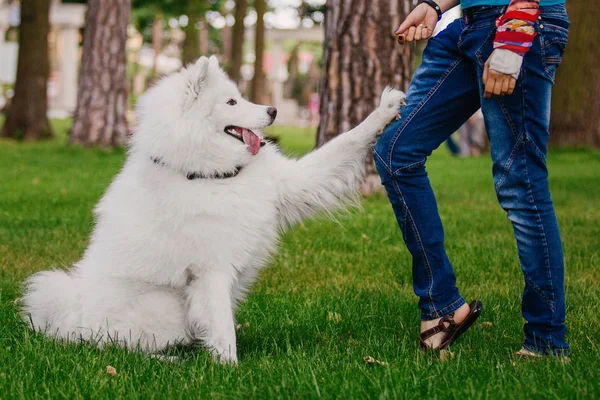 Pernas Femininas Com Cão Bonito Parque Outono — Fotografia de Stock