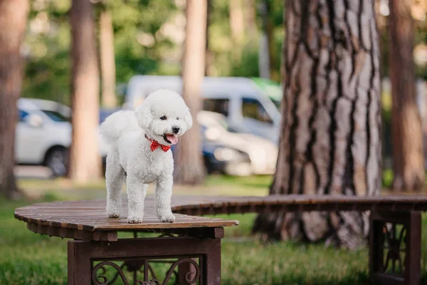 Fríští Koně Pes Bichon Zblízka Portrétní — Stock fotografie