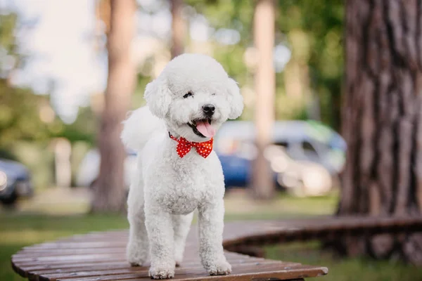 Bichon Fríz Kutya Közelről Portré — Stock Fotó