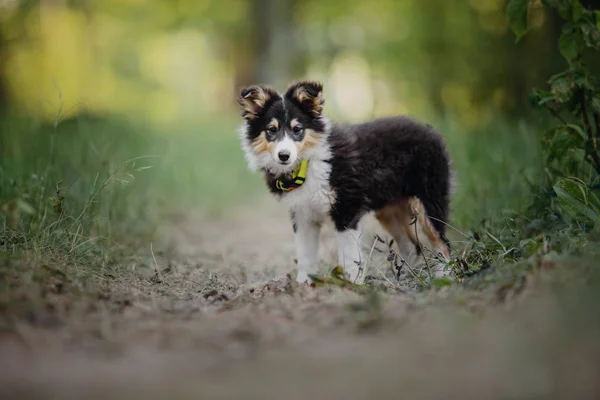 Belo Retrato Shetland Sheepdog — Fotografia de Stock