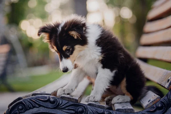 Vackra Shetland Sheepdog Porträtt — Stockfoto