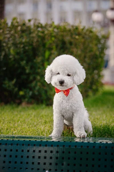 Bichon Frize Perro Cerca Retrato — Foto de Stock