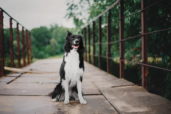 Border Collie Pies Odkryty — Zdjęcie stockowe