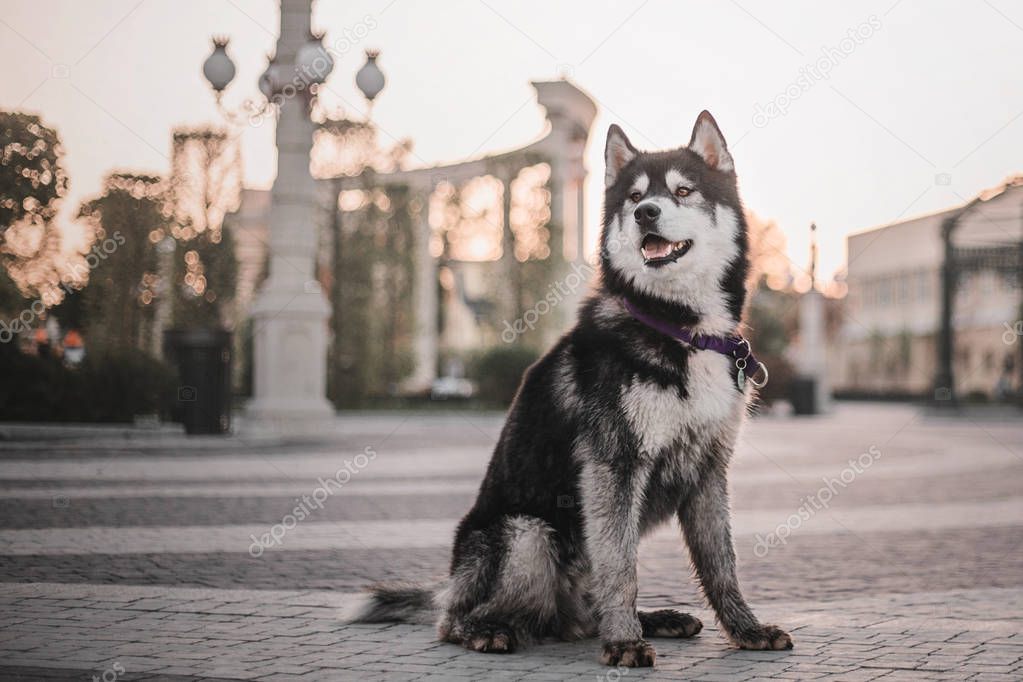 Siberian Husky dog outdoor