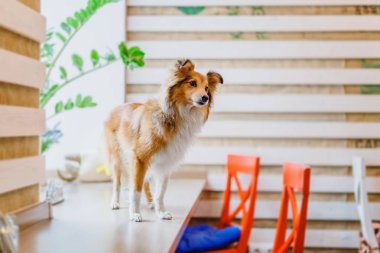 Eğitimli kenar kömür ocağı köpek evde poz
