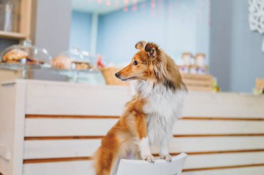 Eğitimli kenar kömür ocağı köpek evde poz
