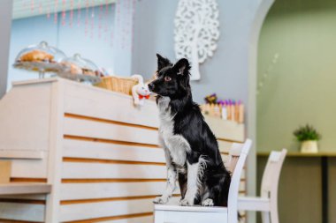 Sandalyeye evde poz eğitimli Border Collie köpek