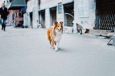 Shetland koyun şehir