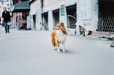 Shetland koyun şehir