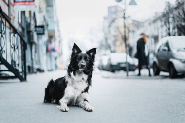 Kenar kömür ocağı köpek açık