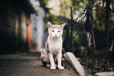 gündüz açık havada oturma sevimli kedi