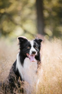 Kenar kömür ocağı köpek açık