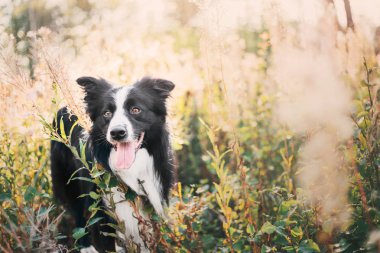 Kenar kömür ocağı köpek açık