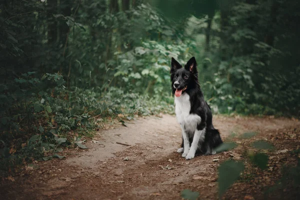 Gränsen Collie Hund Utomhus — Stockfoto