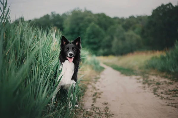 Border Collie Chien Plein Air — Photo