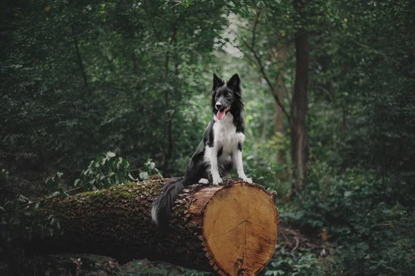 Border Collie Chien Plein Air — Photo