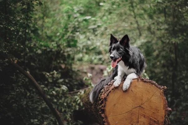 Border Collie Chien Plein Air — Photo