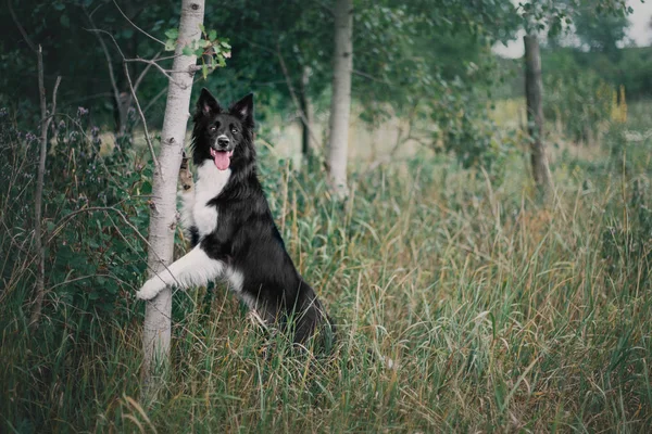 Border Collie Pies Odkryty — Zdjęcie stockowe