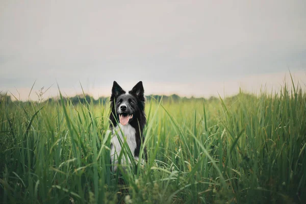 Frontera Collie Perro Aire Libre —  Fotos de Stock