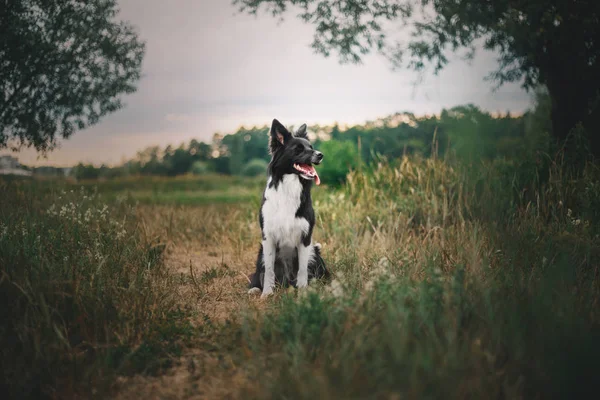 Bello Border Collie Dog — Foto Stock