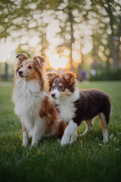 Çimenlerin Üzerinde Gündüz Ayakta Eğitimli Sevimli Köpekler — Stok fotoğraf