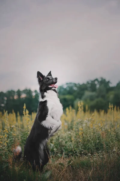 美しいボーダーコリー犬 — ストック写真