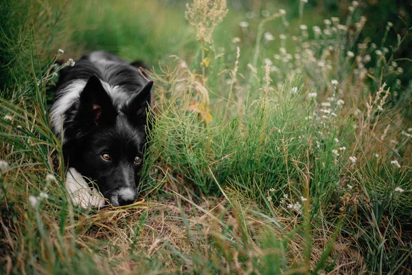 Gränsen Collie Hund Utomhus — Stockfoto