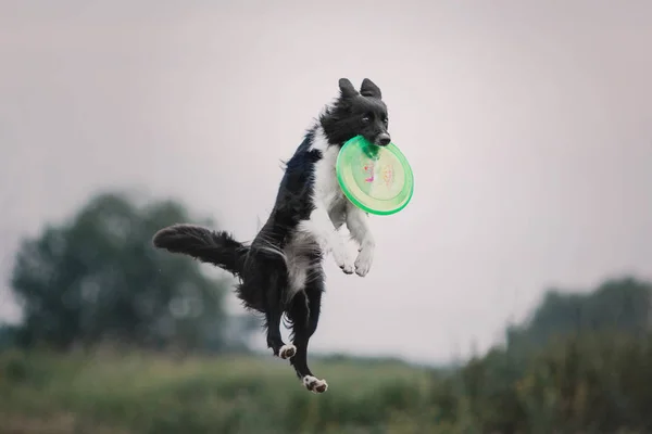 Border Collie Kutya Szabadtéri — Stock Fotó