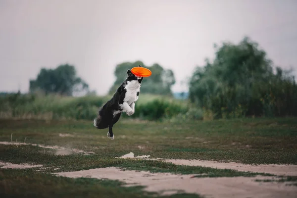 Border Collie Chien Plein Air — Photo