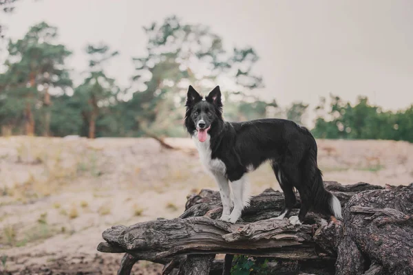 Bonito Fronteira Collie Cão Floresta — Fotografia de Stock