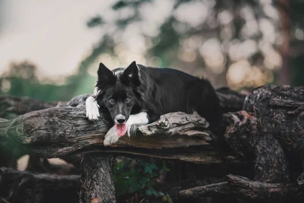 Border Collie Chien Plein Air — Photo