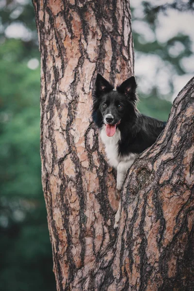 Border Collie Hond Buiten — Stockfoto