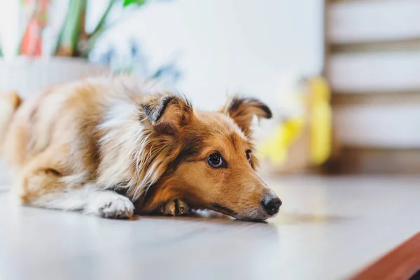 Trained Border Collie Cane Posa Casa — Foto Stock