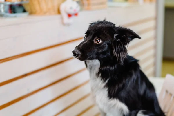 Anjing Collie Trained Border Berpose Kursi Rumah — Stok Foto