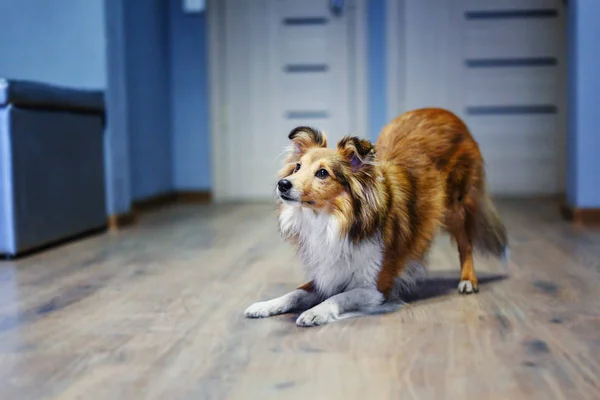 Anjing Collie Perbatasan Terlatih Rumah — Stok Foto