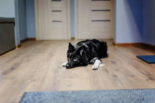 Trained Border Collie dog at home