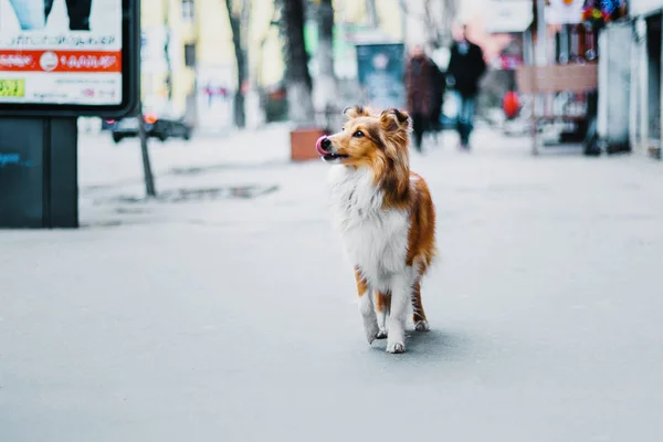 셰틀랜드 Sheepdog 도시에서 — 스톡 사진