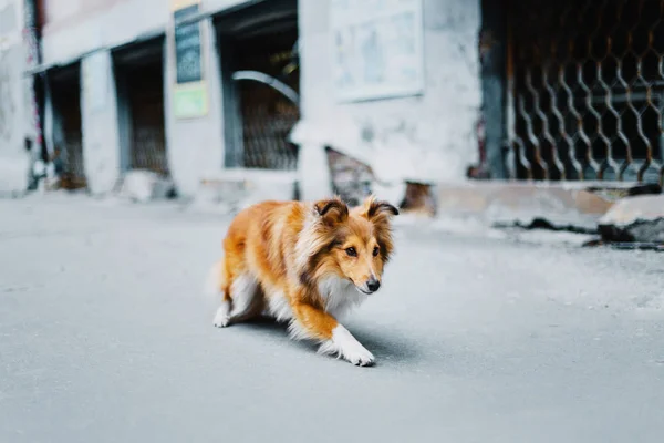 셰틀랜드 Sheepdog 도시에서 — 스톡 사진