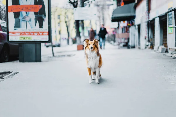 设得兰牧羊犬在城市 — 图库照片