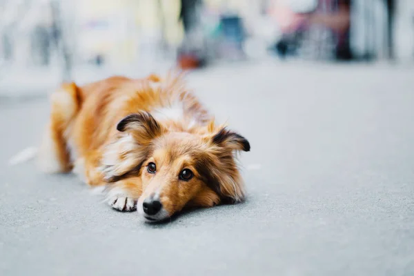 Sheltie Městě — Stock fotografie