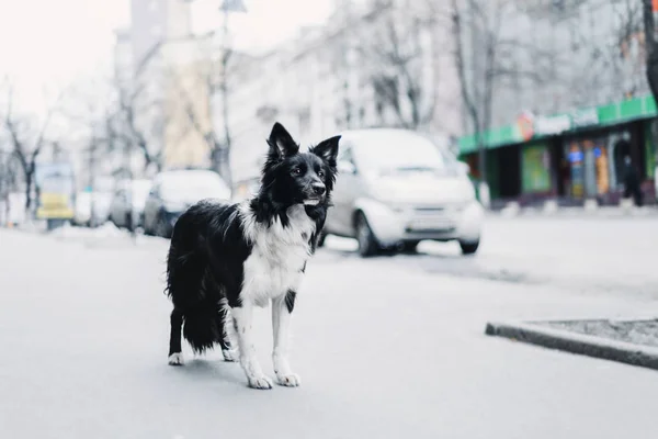 Frontera Collie Perro Aire Libre — Foto de Stock