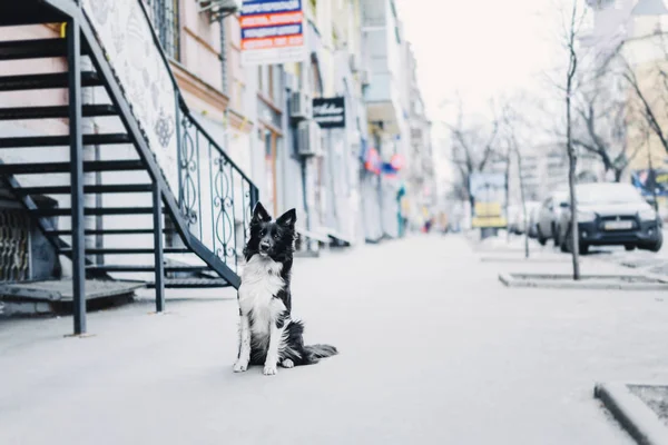 Пограничная Колли Собака — стоковое фото