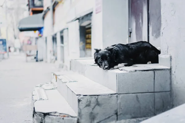 Border Collie Dog Outdoor — Stock Photo, Image