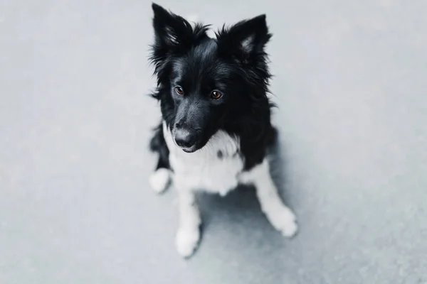 Border Collie Câine Aer Liber — Fotografie, imagine de stoc